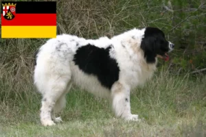 Read more about the article Landseer hodowcy i szczenięta w Nadrenia-Palatynat
