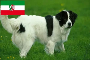 Read more about the article Landseer hodowcy i szczenięta w Nadrenia Północna-Westfalia