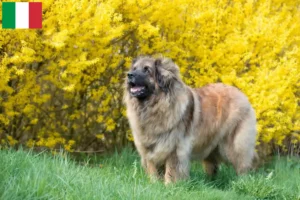 Read more about the article Hodowcy i szczenięta Leonberger w Włochy
