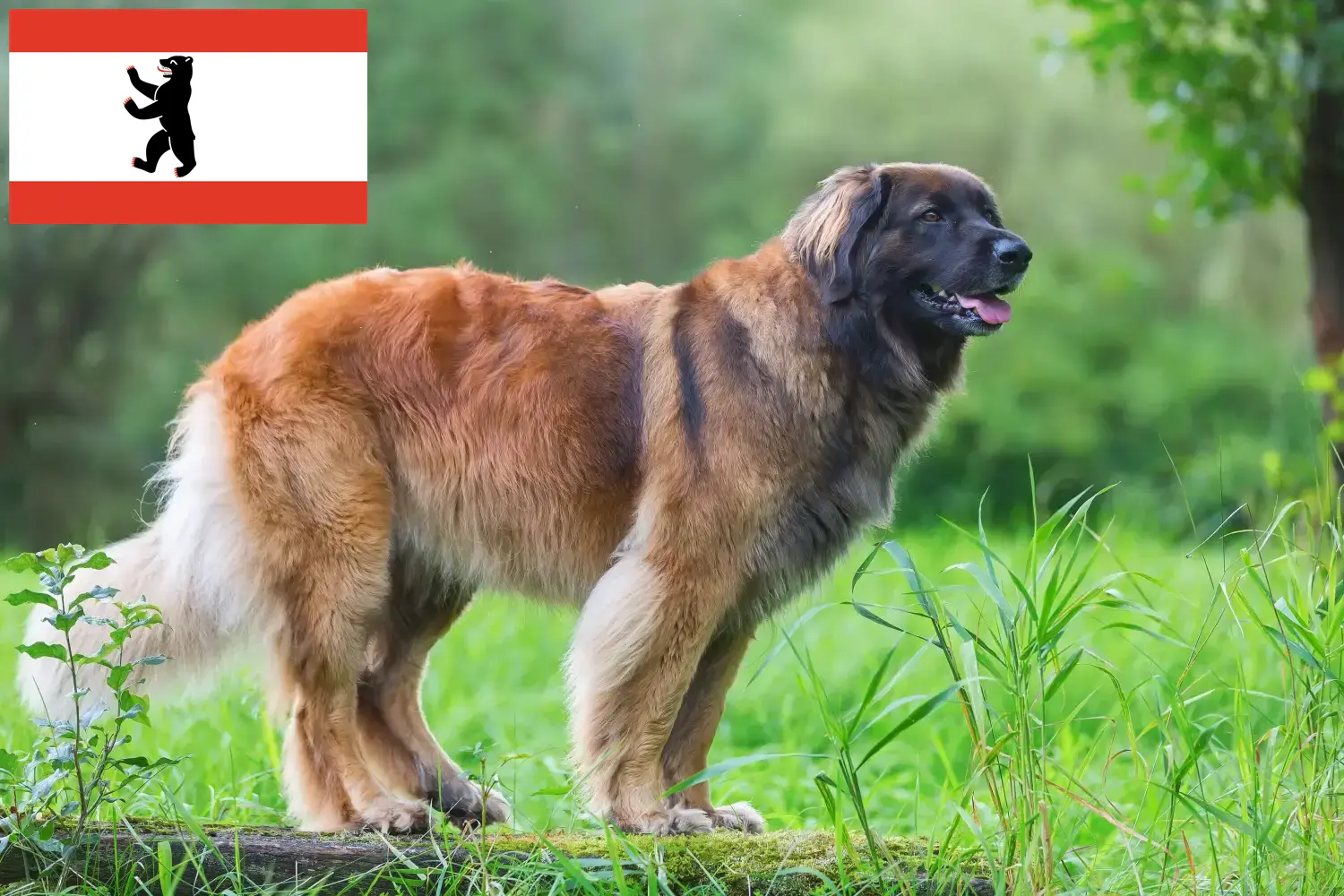 Read more about the article Hodowcy i szczenięta Leonberger w Berlin