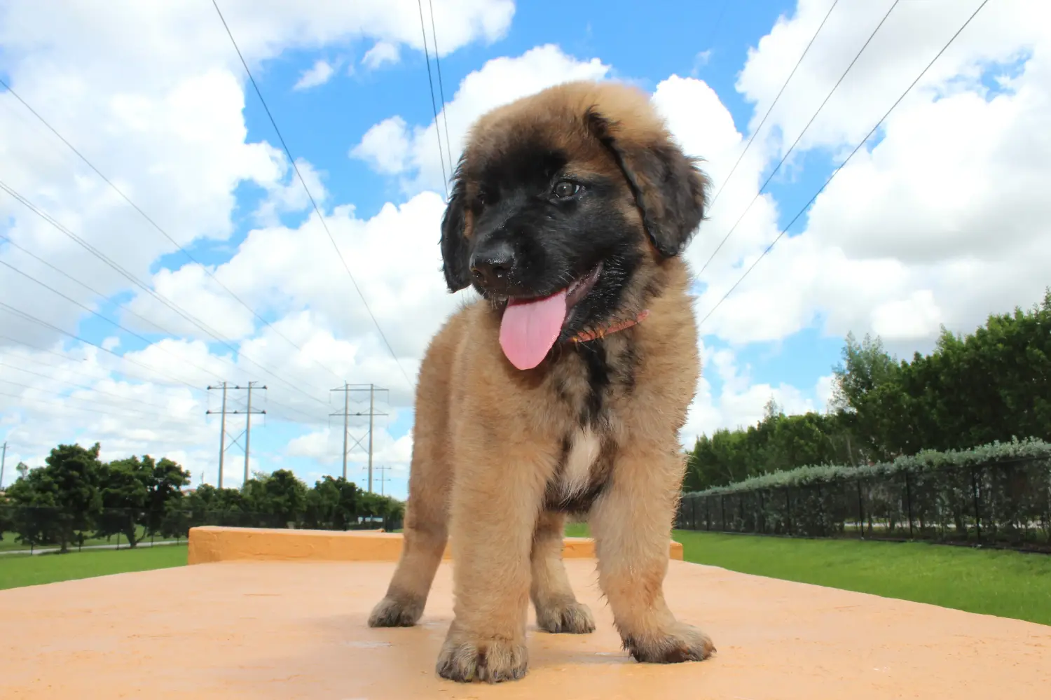 Zakup szczeniaka rasy Leonberger oznacza wzięcie na siebie odpowiedzialności! Kup szczenięta rasy Leonberger.