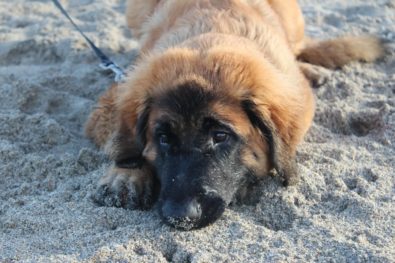 Zakup szczeniaka rasy Leonberger oznacza wzięcie na siebie odpowiedzialności! Kup szczenięta rasy Leonberger.