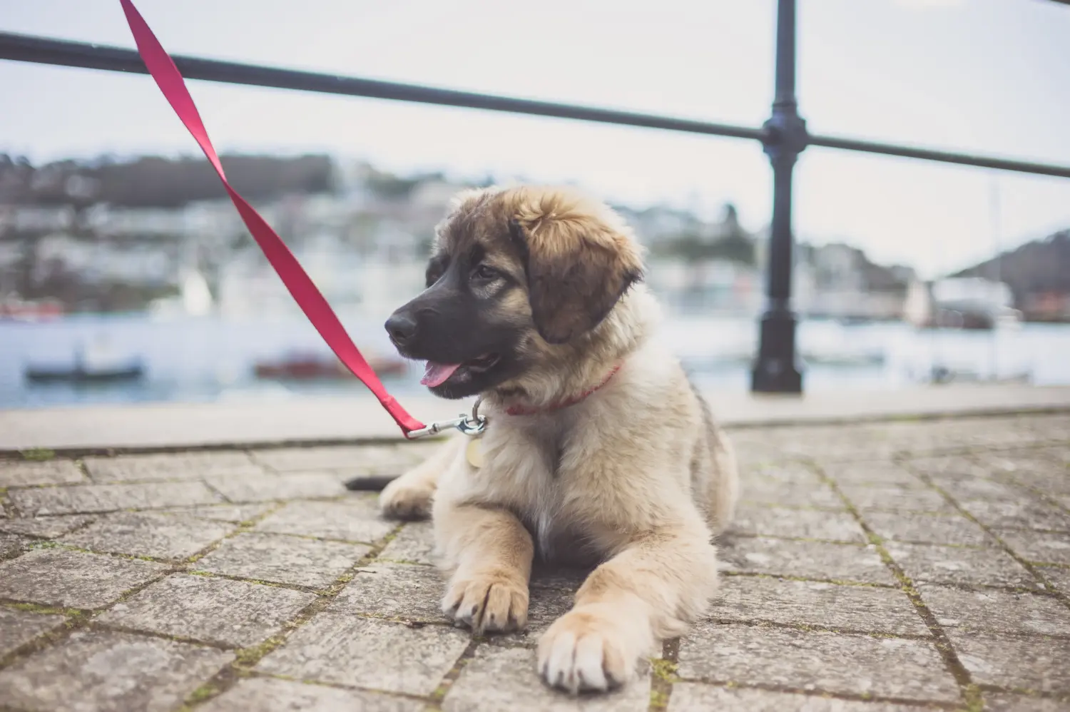 Zakup szczeniaka rasy Leonberger oznacza wzięcie na siebie odpowiedzialności! Kup szczenięta rasy Leonberger.