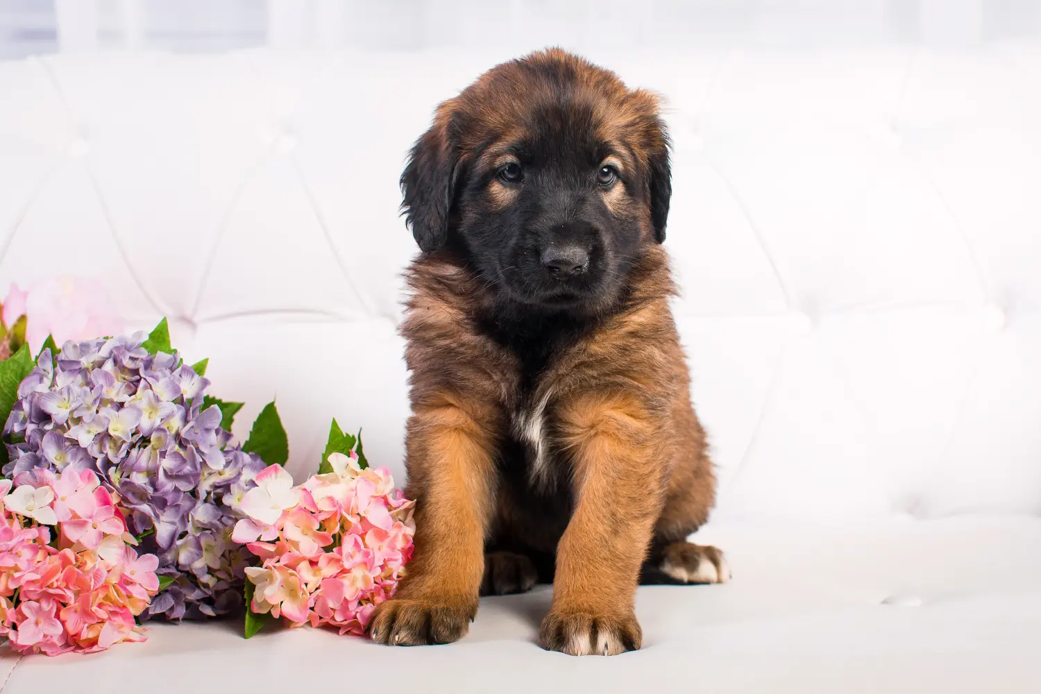 Zakup szczeniaka rasy Leonberger oznacza wzięcie na siebie odpowiedzialności! Kup szczenięta rasy Leonberger.