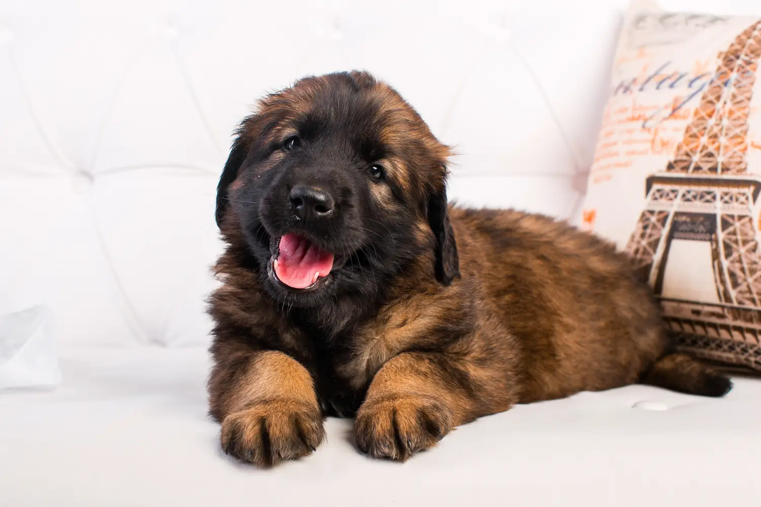 Zakup szczeniaka rasy Leonberger oznacza wzięcie na siebie odpowiedzialności! Kup szczenięta rasy Leonberger.