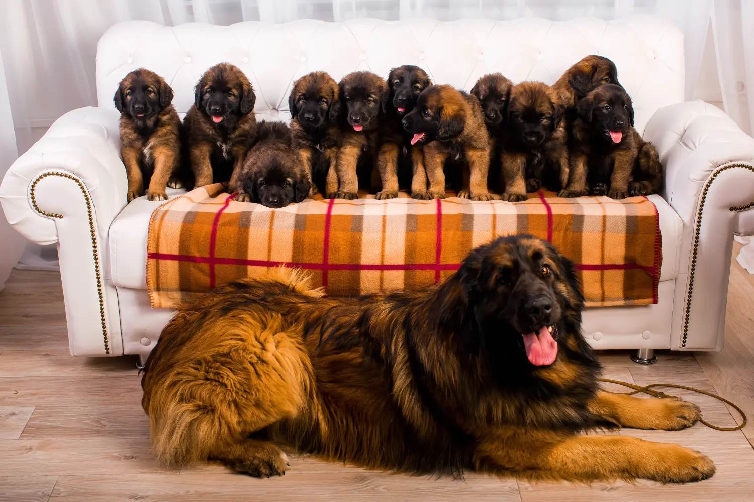 Zakup szczeniaka rasy Leonberger oznacza wzięcie na siebie odpowiedzialności! Kup szczenięta rasy Leonberger.