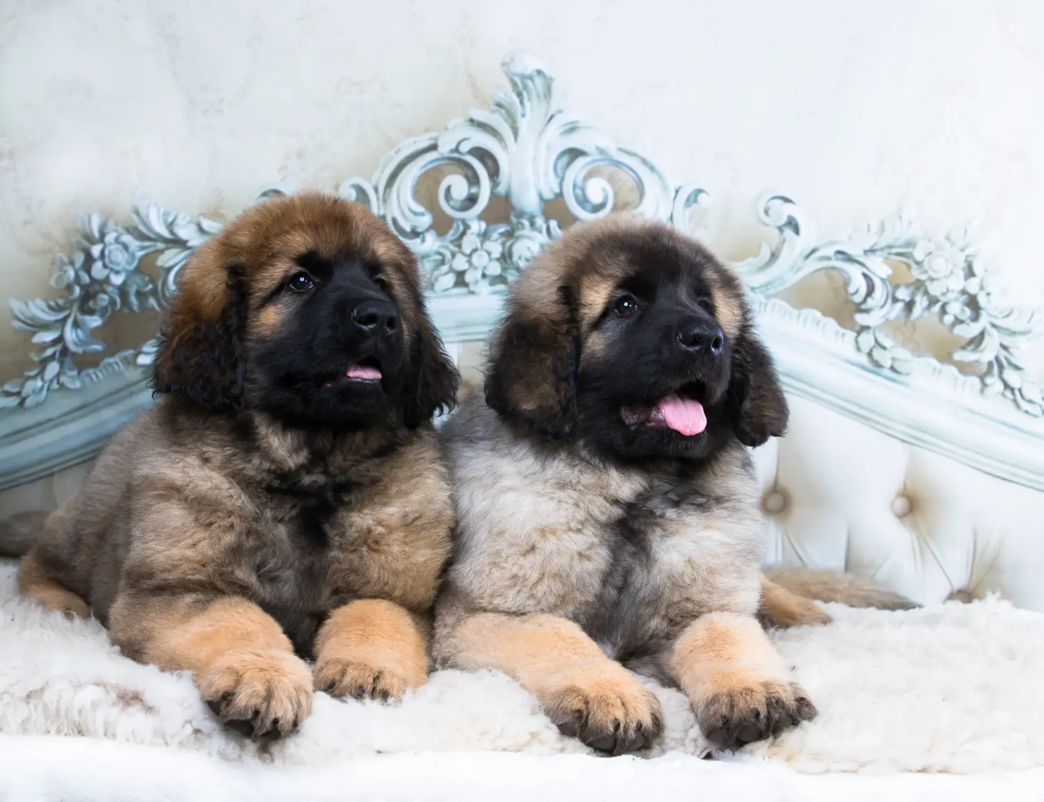 Zakup szczeniaka rasy Leonberger oznacza wzięcie na siebie odpowiedzialności! Kup szczenięta rasy Leonberger.