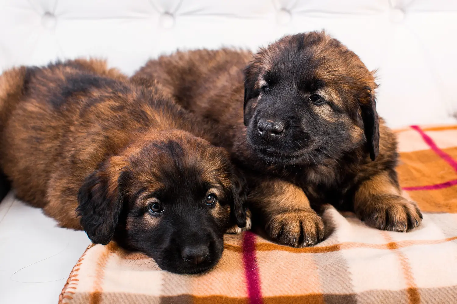 Zakup szczeniaka rasy Leonberger oznacza wzięcie na siebie odpowiedzialności! Kup szczenięta rasy Leonberger.