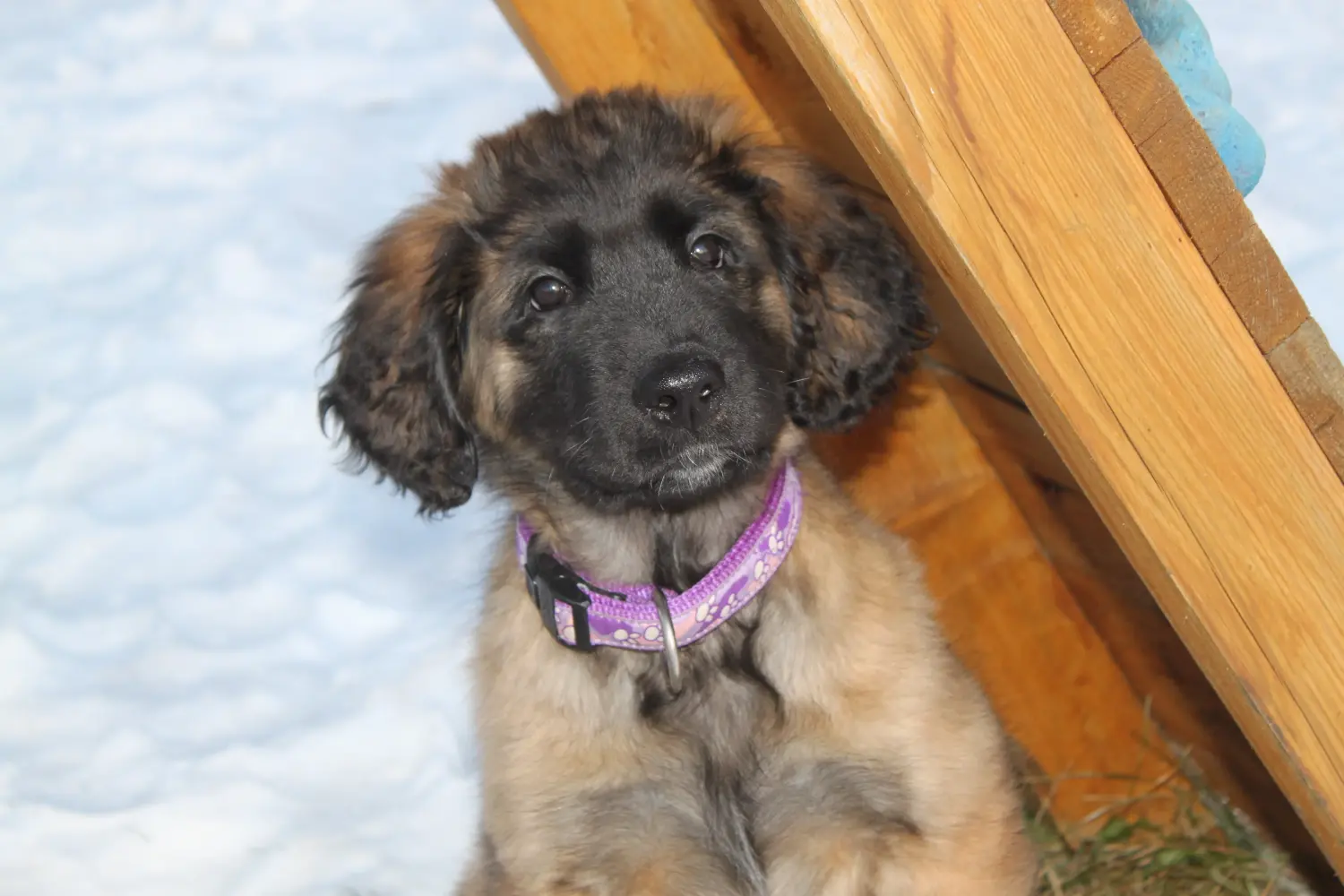Zakup szczeniaka rasy Leonberger oznacza wzięcie na siebie odpowiedzialności! Kup szczenięta rasy Leonberger.