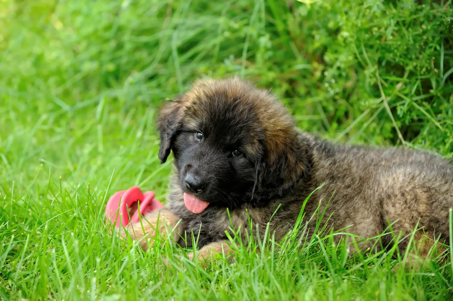 Zakup szczeniaka rasy Leonberger oznacza wzięcie na siebie odpowiedzialności! Kup szczenięta rasy Leonberger.