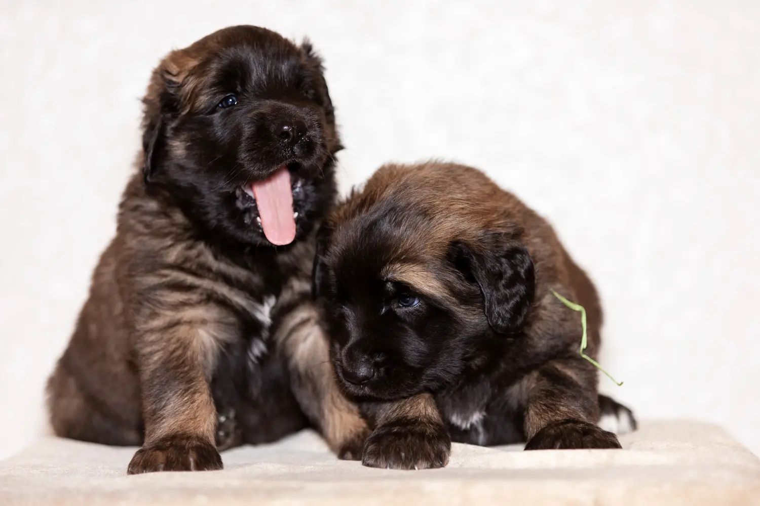 Zakup szczeniaka rasy Leonberger oznacza wzięcie na siebie odpowiedzialności! Kup szczenięta rasy Leonberger.