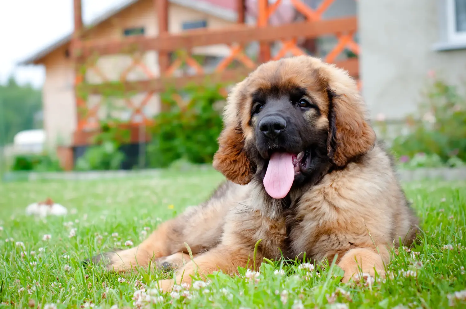 Zakup szczeniaka rasy Leonberger oznacza wzięcie na siebie odpowiedzialności! Kup szczenięta rasy Leonberger.