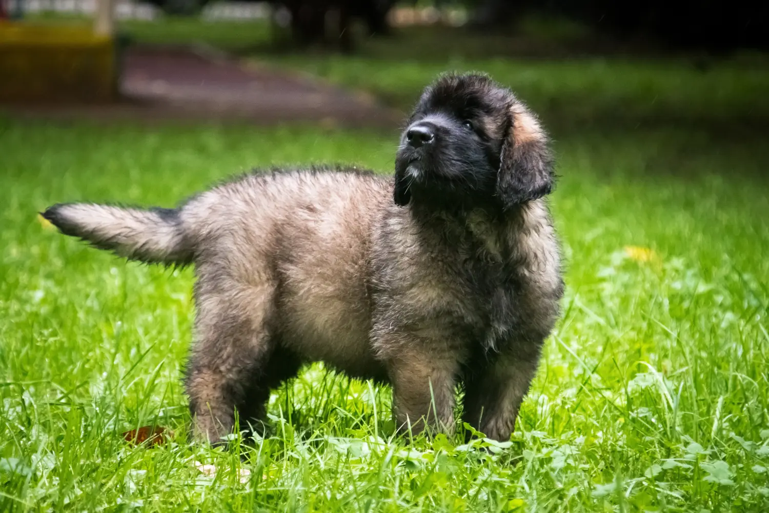 Zakup szczeniaka rasy Leonberger oznacza wzięcie na siebie odpowiedzialności! Kup szczenięta rasy Leonberger.