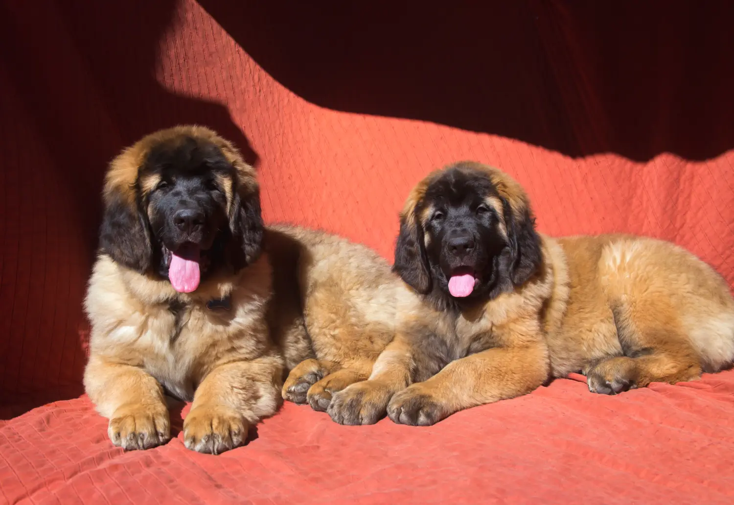 Zakup szczeniaka rasy Leonberger oznacza wzięcie na siebie odpowiedzialności! Kup szczenięta rasy Leonberger.