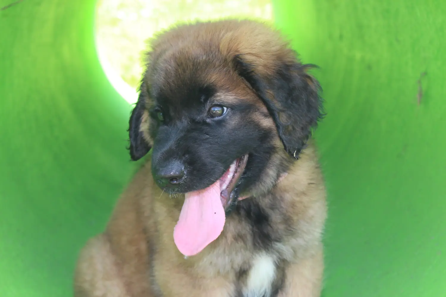Zakup szczeniaka rasy Leonberger oznacza wzięcie na siebie odpowiedzialności! Kup szczenięta rasy Leonberger.