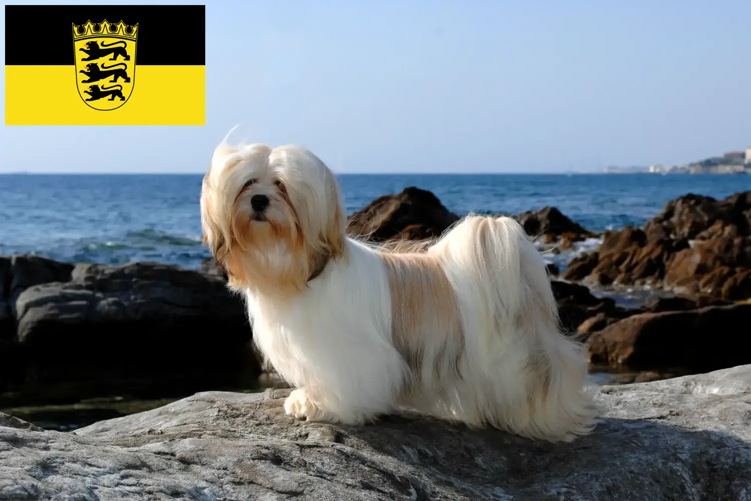 Lhasa Apso szczenięta i hodowcy Badenia-Wirtembergia Tutaj znajdziesz hodowców rasy Lhasa apsos w Badenia-Wirtembergia.