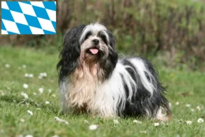 Read more about the article Hodowcy i szczenięta Lhasa apso w Bawaria