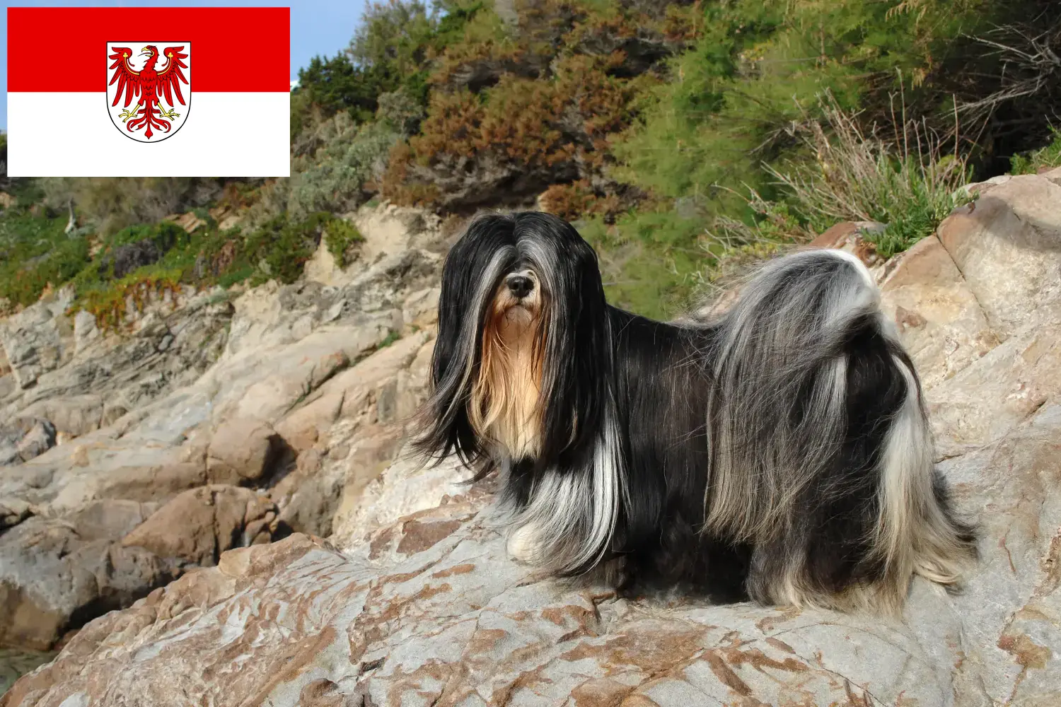 Lhasa Apso szczenięta i hodowcy Brandenburgia Tutaj znajdziesz hodowców rasy Lhasa apsos w Brandenburgia.