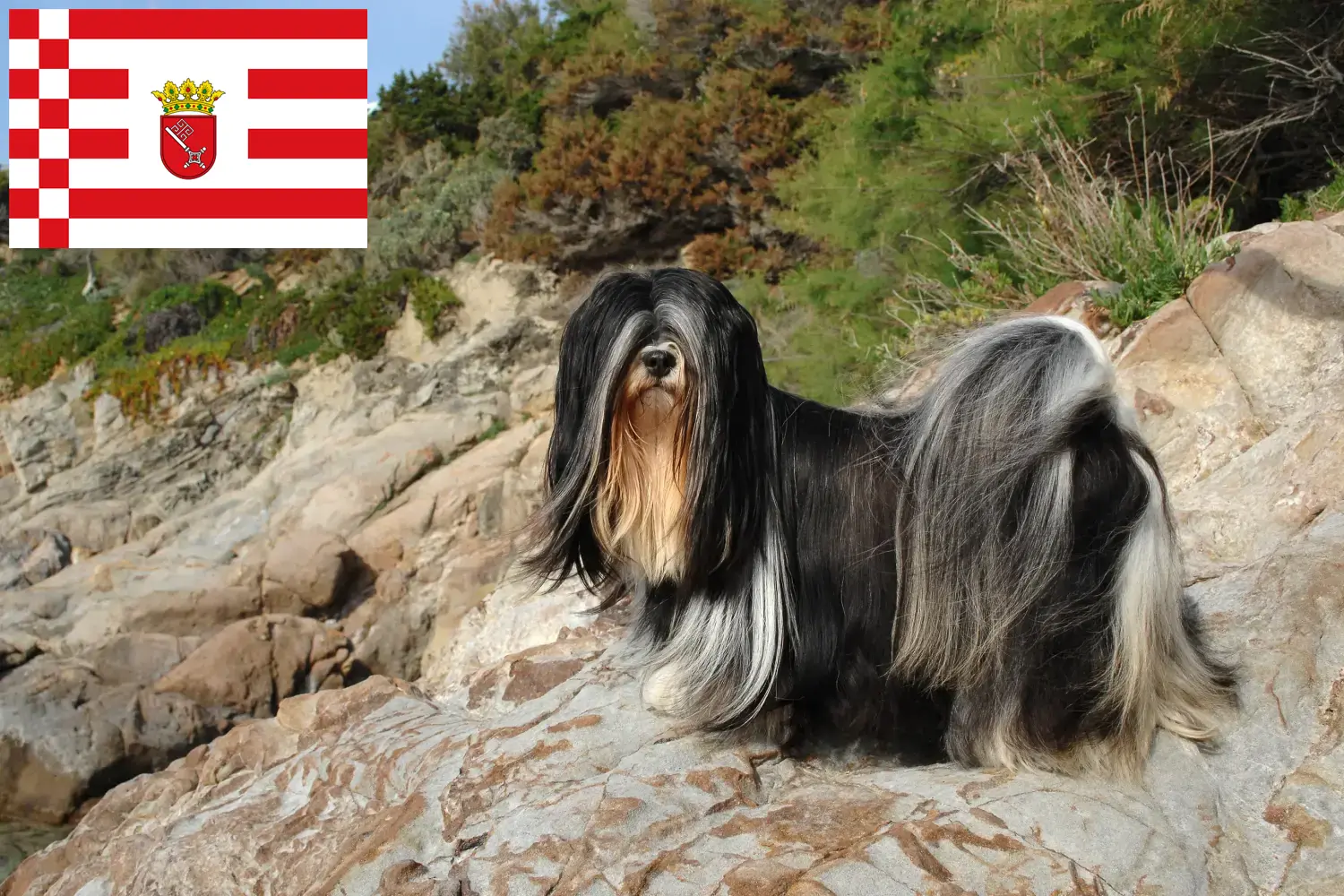 Lhasa Apso szczenięta i hodowcy Brema Tutaj znajdą Państwo hodowców Lhasa apsos w Brema.