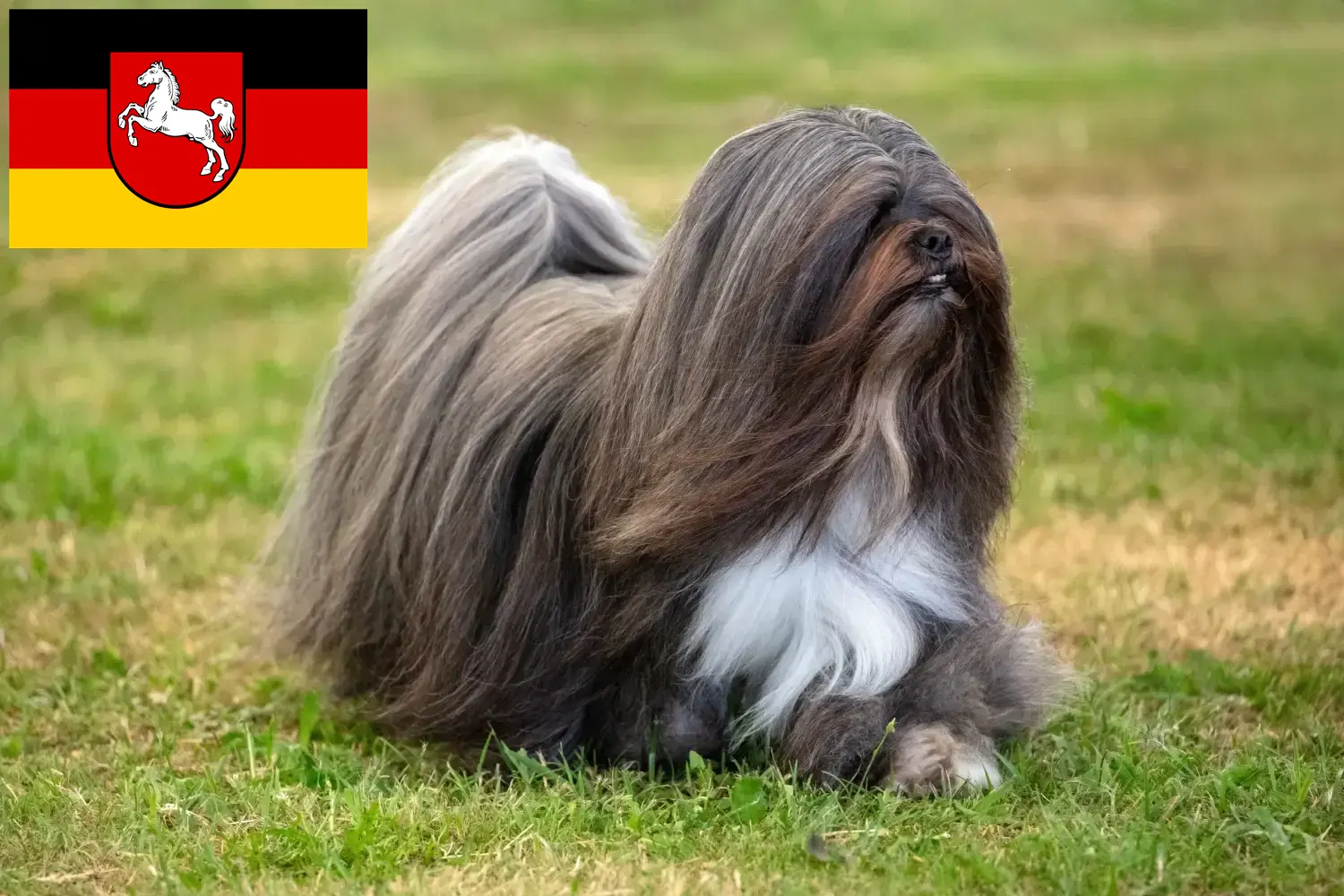 Lhasa Apso szczenięta i hodowcy Dolna Saksonia Tutaj znajdziesz hodowców rasy Lhasa apsos w Dolna Saksonia.
