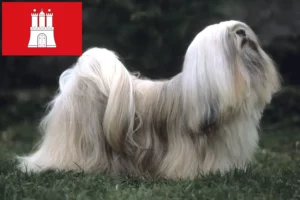 Read more about the article Hodowcy i szczenięta Lhasa apso w Hamburg