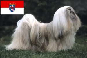 Read more about the article Hodowcy i szczenięta Lhasa apso w Hesja