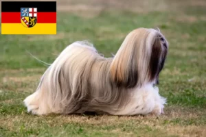 Read more about the article Hodowcy i szczenięta Lhasa apso w Kraj Saary