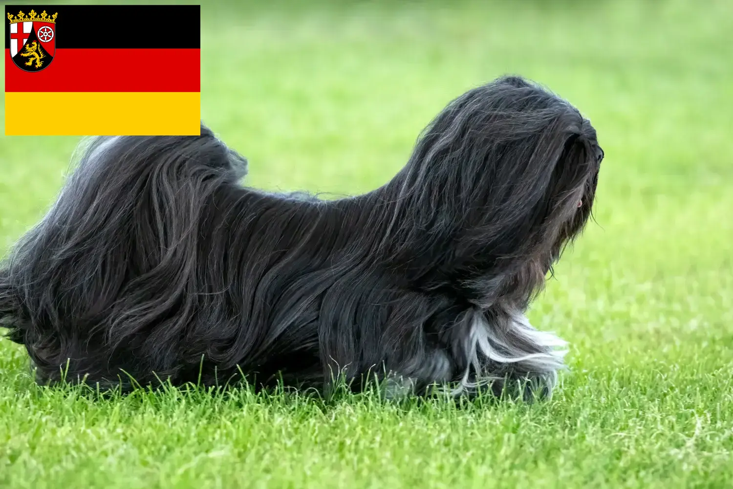 Lhasa Apso szczenięta i hodowcy Nadrenia-Palatynat Tutaj znajdziesz hodowców rasy Lhasa apsos w Nadrenia-Palatynat.