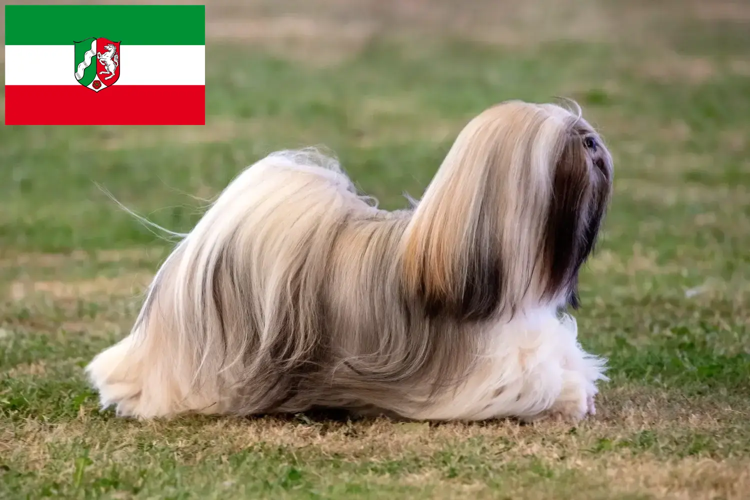 Lhasa Apso szczenięta i hodowcy Nadrenia Północna-Westfalia Tutaj znajdziesz hodowców rasy Lhasa apsos w Nadrenia Północna-Westfalia.