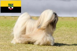 Read more about the article Hodowcy i szczenięta Lhasa apso w Saksonia-Anhalt