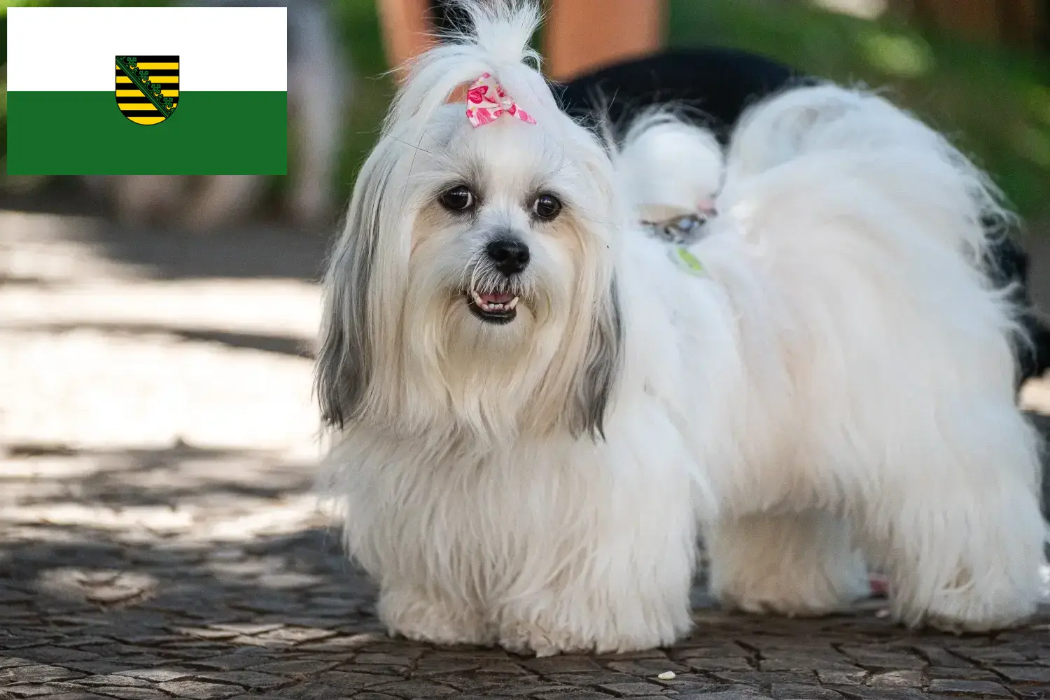 Lhasa Apso szczenięta i hodowcy Saksonia Tutaj znajdziesz hodowców rasy Lhasa apsos w Saksonia.