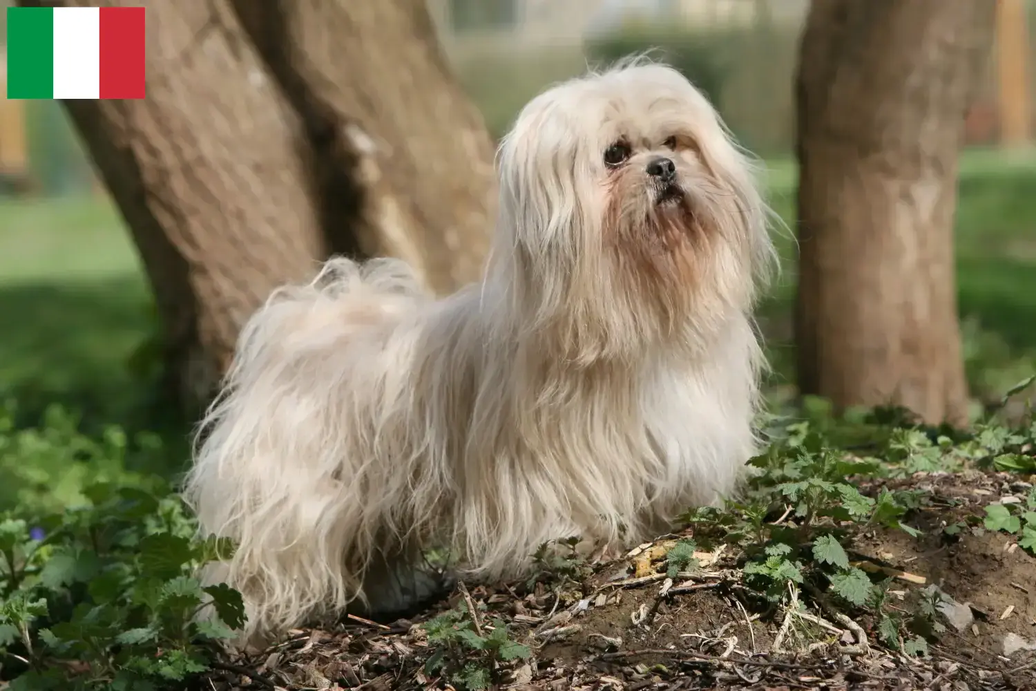 Lhasa Apso szczenięta i hodowcy Włochy Tutaj znajdziesz hodowców rasy Lhasa apsos w Włochy.