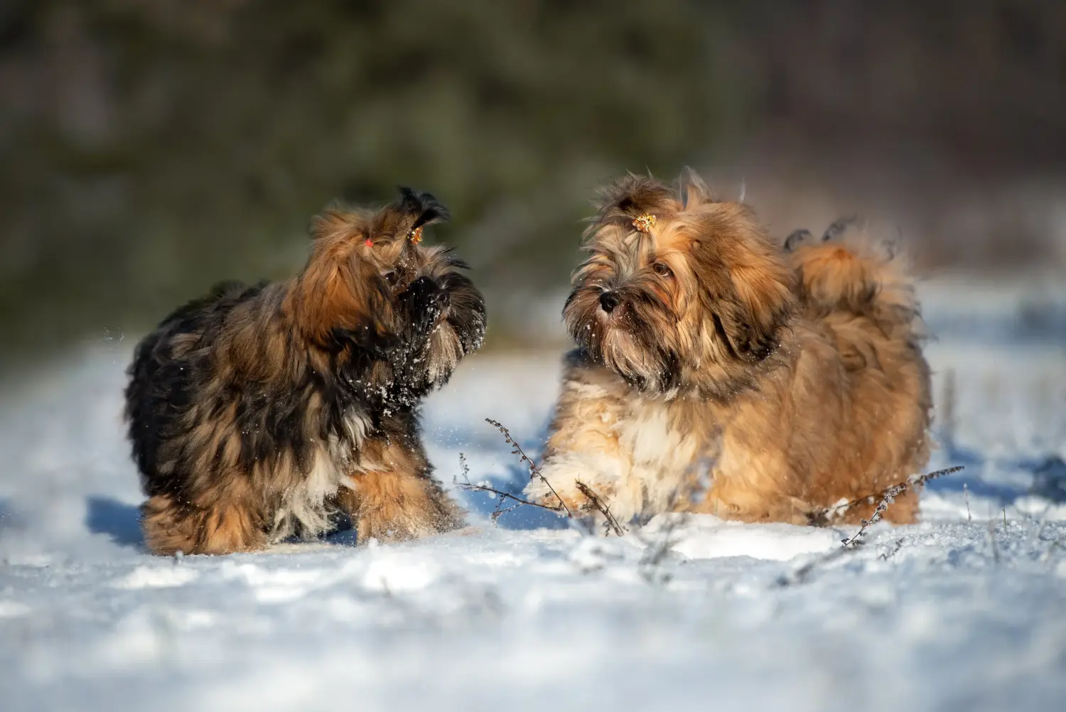 Kupno szczeniaka Lhasa Apso oznacza wzięcie na siebie odpowiedzialności! Kup szczenięta Lhasa Apso.