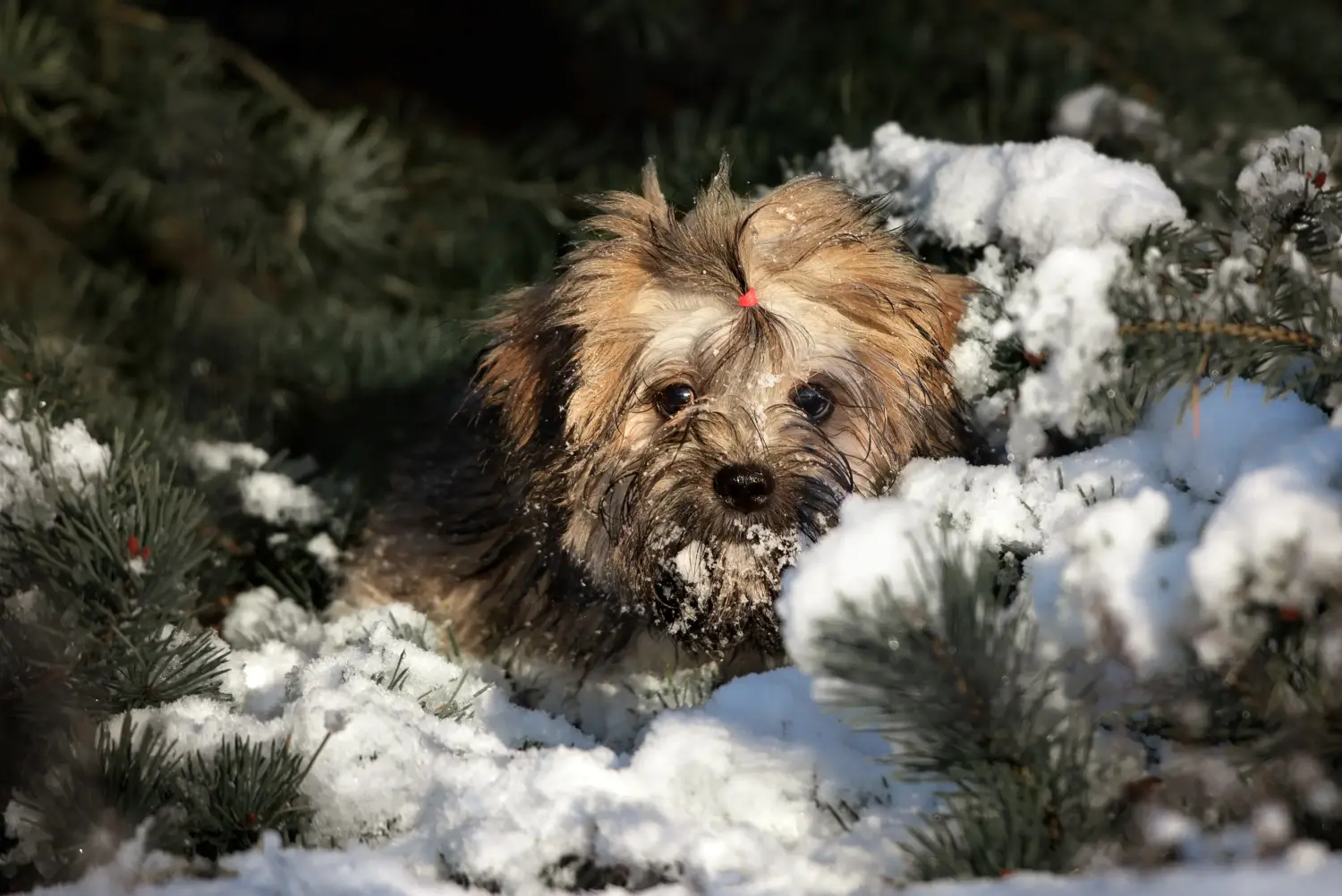 Kupno szczeniaka Lhasa Apso oznacza wzięcie na siebie odpowiedzialności! Kup szczenięta Lhasa Apso.