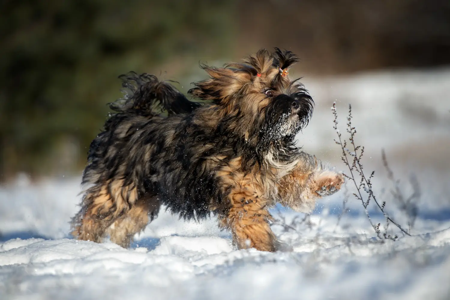 Kupno szczeniaka Lhasa Apso oznacza wzięcie na siebie odpowiedzialności! Kup szczenięta Lhasa Apso.