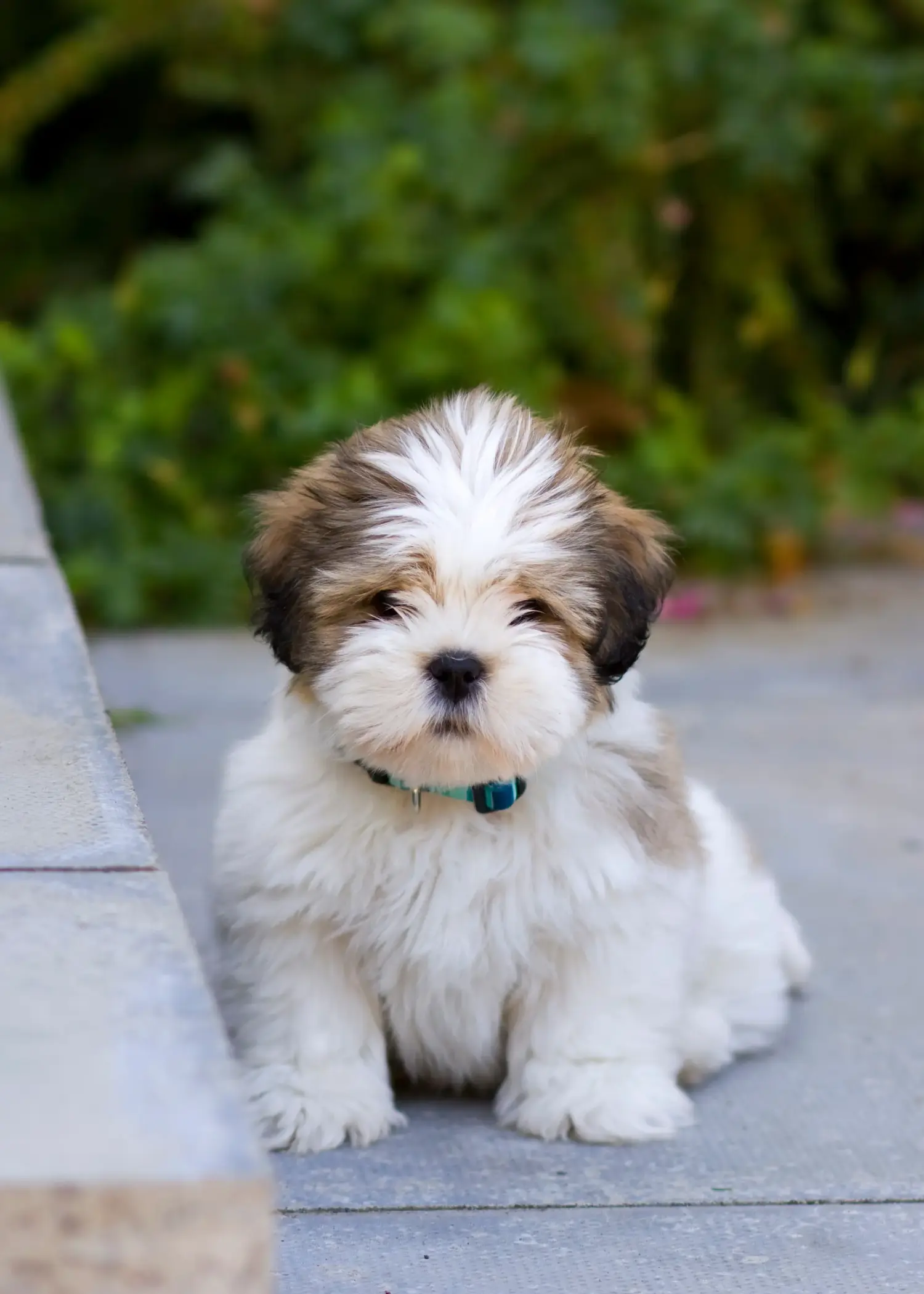 Kupno szczeniaka Lhasa Apso oznacza wzięcie na siebie odpowiedzialności! Kup szczenięta Lhasa Apso.