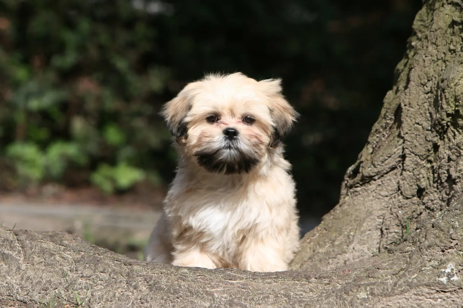 Kupno szczeniaka Lhasa Apso oznacza wzięcie na siebie odpowiedzialności! Kup szczenięta Lhasa Apso.