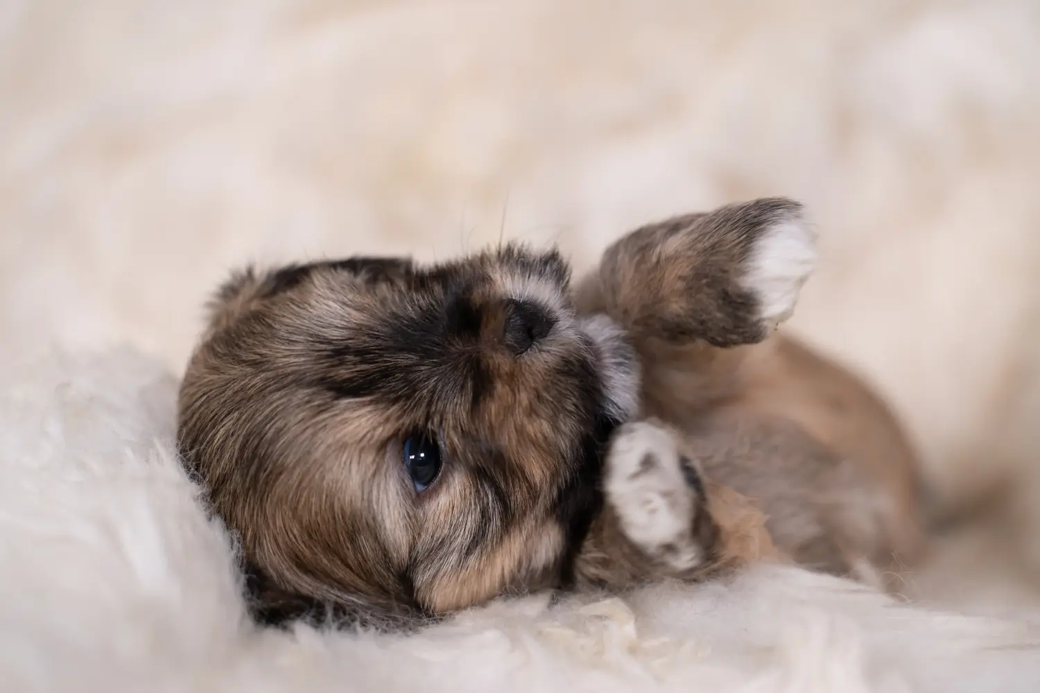 Kupno szczeniaka Lhasa Apso oznacza wzięcie na siebie odpowiedzialności! Kup szczenięta Lhasa Apso.