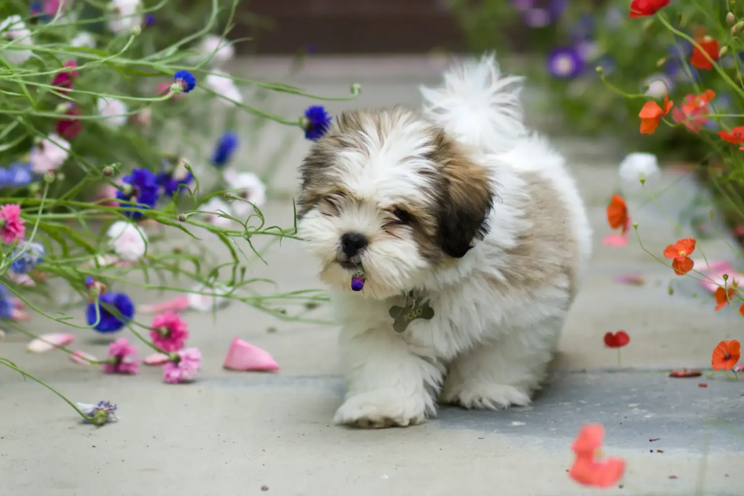 Kupno szczeniaka Lhasa Apso oznacza wzięcie na siebie odpowiedzialności! Kup szczenięta Lhasa Apso.