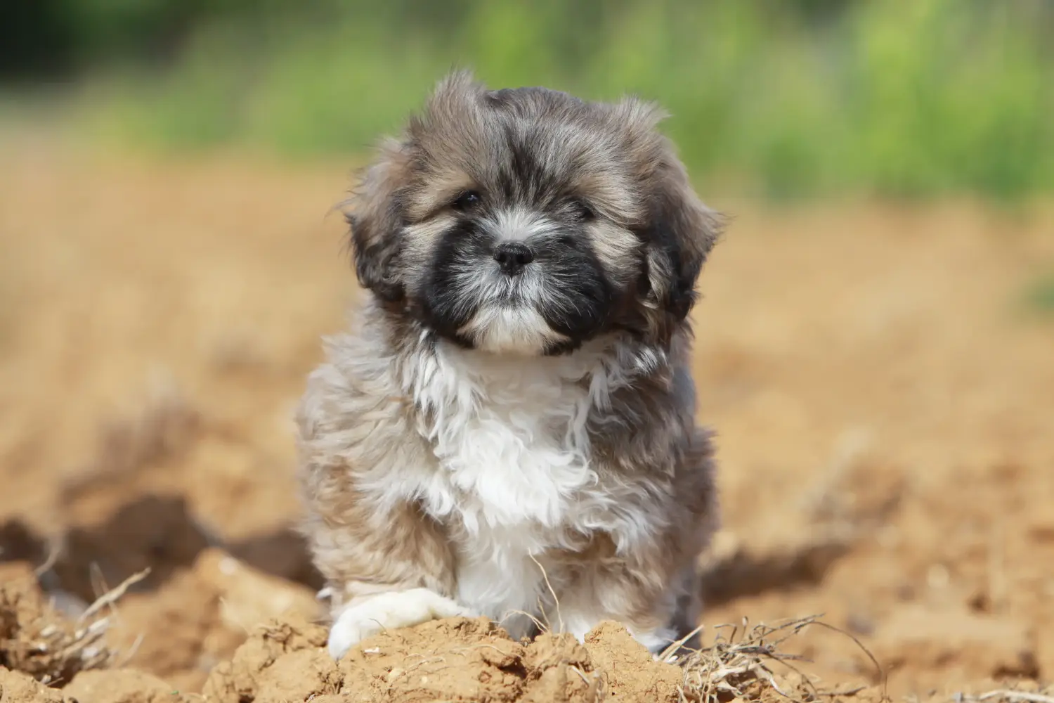 Kupno szczeniaka Lhasa Apso oznacza wzięcie na siebie odpowiedzialności! Kup szczenięta Lhasa Apso.