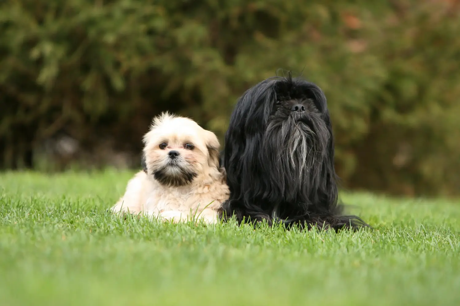 Kupno szczeniaka Lhasa Apso oznacza wzięcie na siebie odpowiedzialności! Kup szczenięta Lhasa Apso.