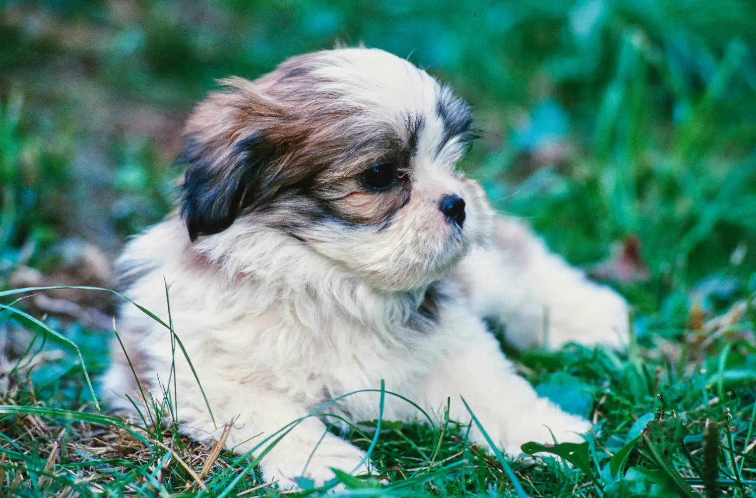 Kupno szczeniaka Lhasa Apso oznacza wzięcie na siebie odpowiedzialności! Kup szczenięta Lhasa Apso.