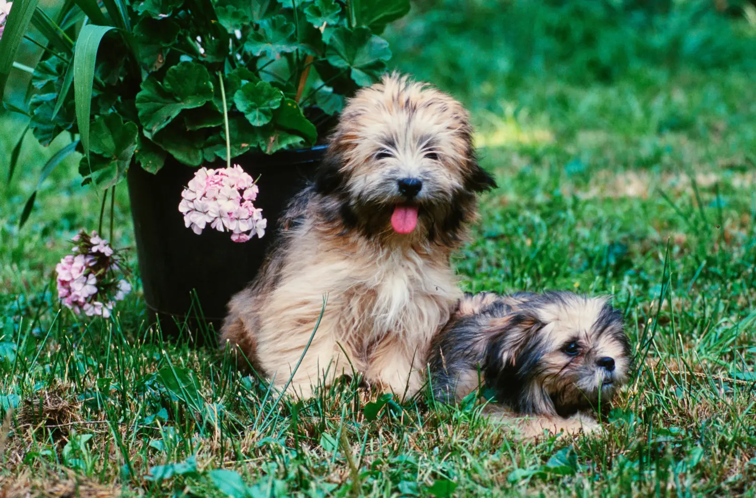 Kupno szczeniaka Lhasa Apso oznacza wzięcie na siebie odpowiedzialności! Kup szczenięta Lhasa Apso.