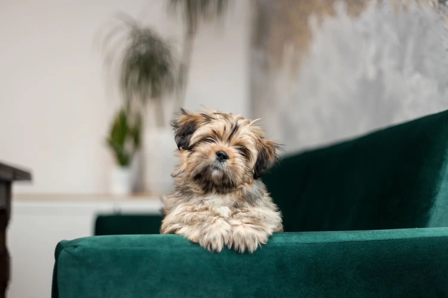 Kupno szczeniaka Lhasa Apso oznacza wzięcie na siebie odpowiedzialności! Kup szczenięta Lhasa Apso.