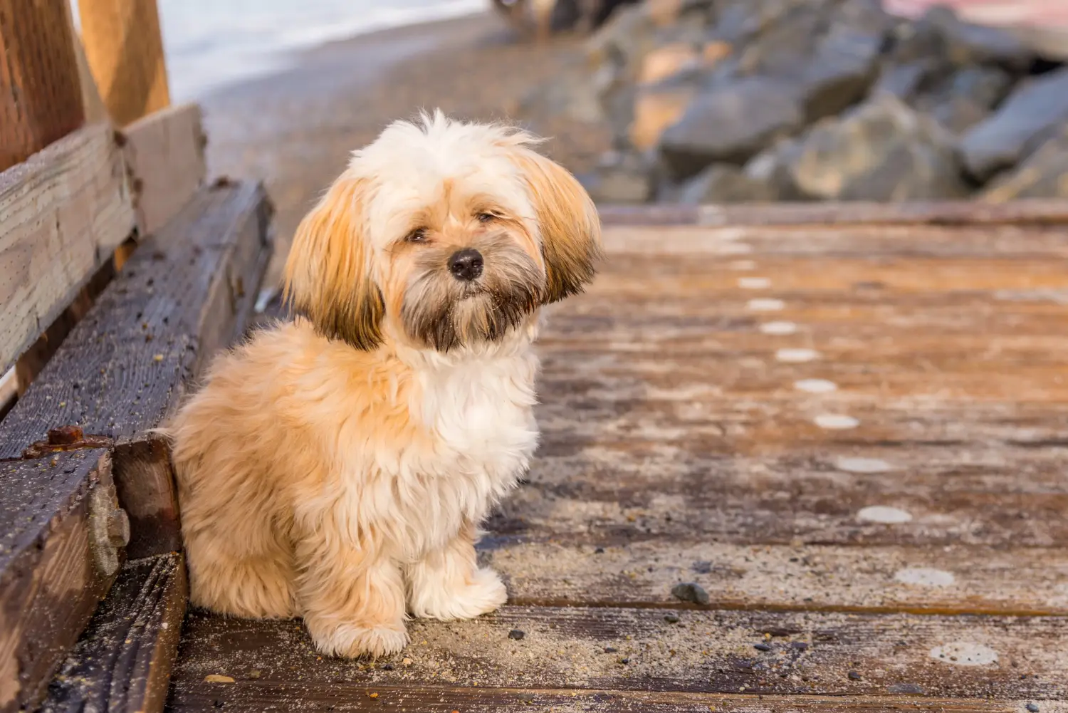 Kupno szczeniaka Lhasa Apso oznacza wzięcie na siebie odpowiedzialności! Kup szczenięta Lhasa Apso.