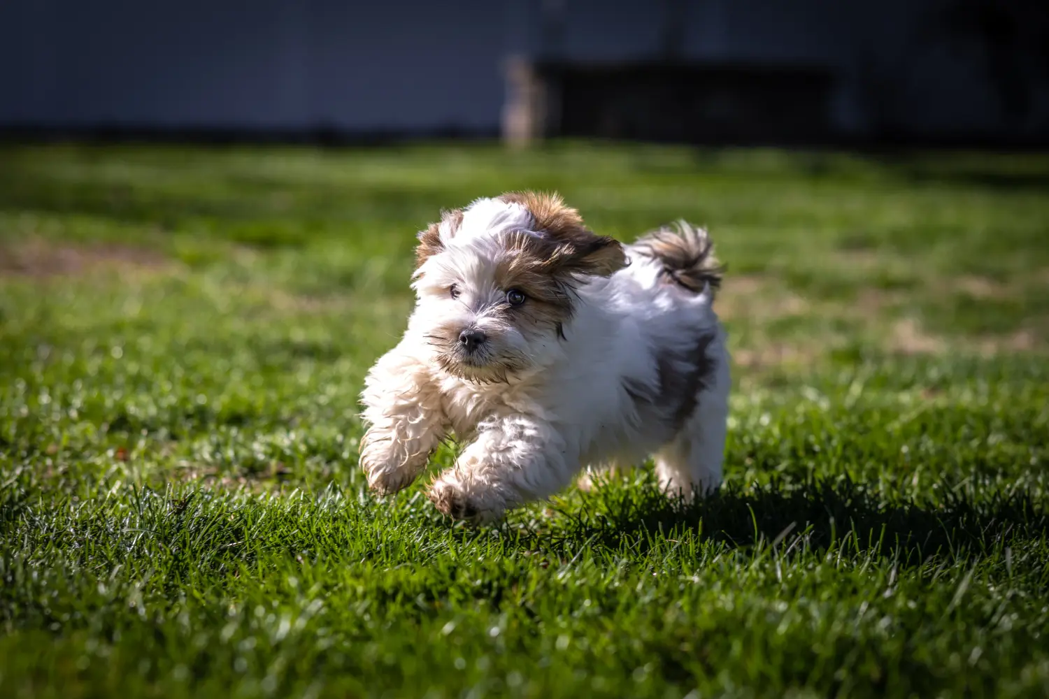 Kupno szczeniaka Lhasa Apso oznacza wzięcie na siebie odpowiedzialności! Kup szczenięta Lhasa Apso.