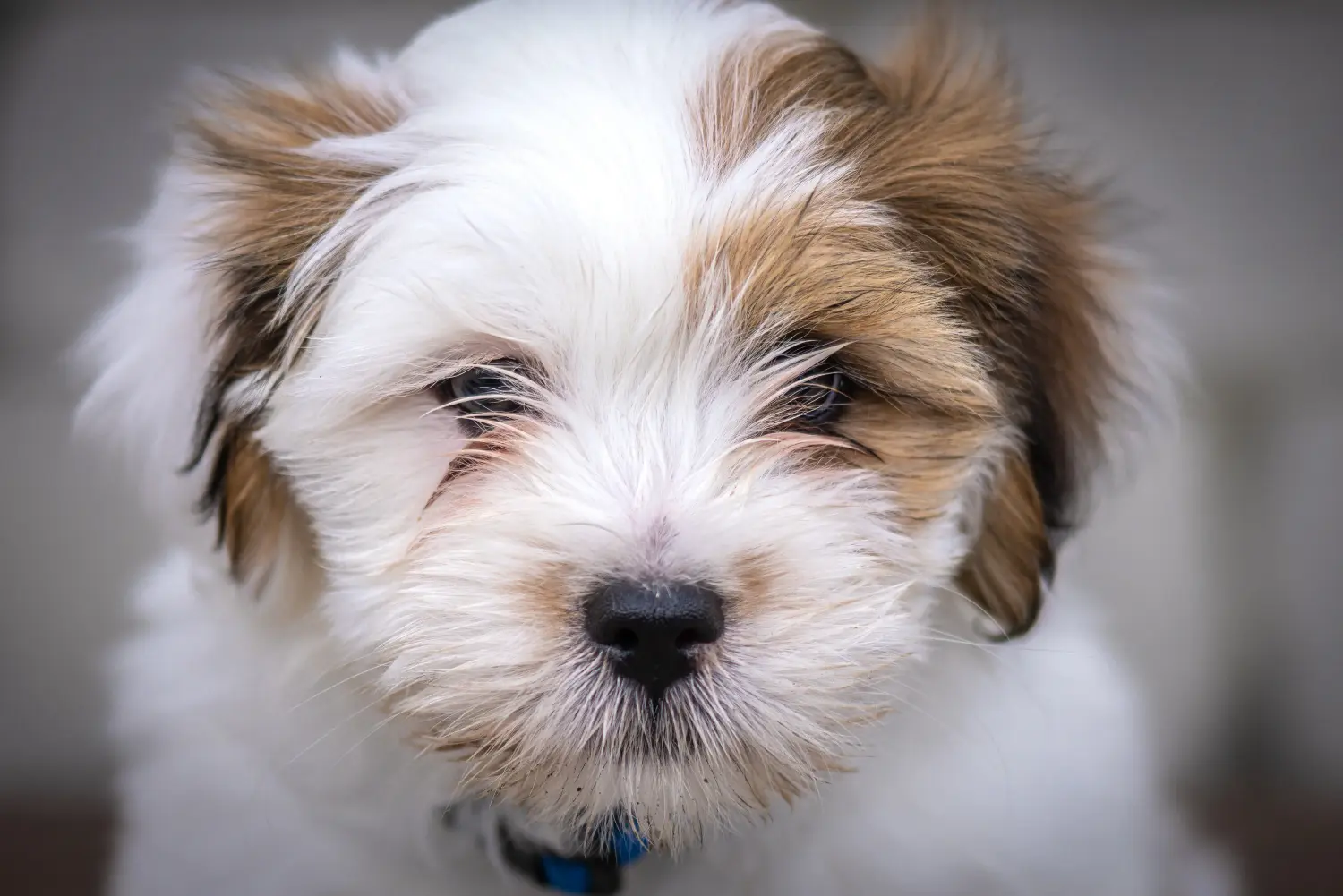 Kupno szczeniaka Lhasa Apso oznacza wzięcie na siebie odpowiedzialności! Kup szczenięta Lhasa Apso.
