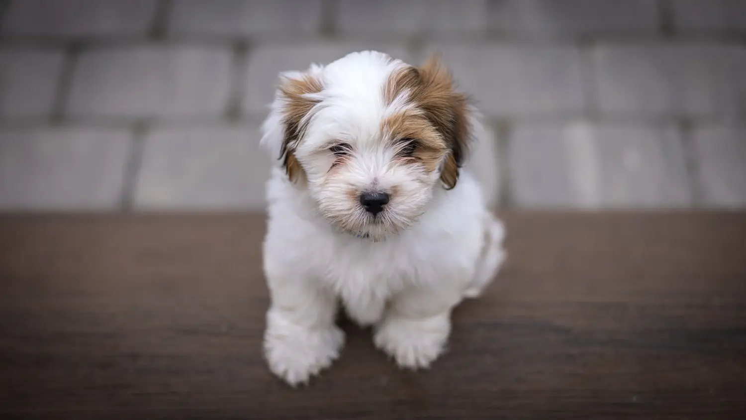 Kupno szczeniaka Lhasa Apso oznacza wzięcie na siebie odpowiedzialności! Kup szczenięta Lhasa Apso.