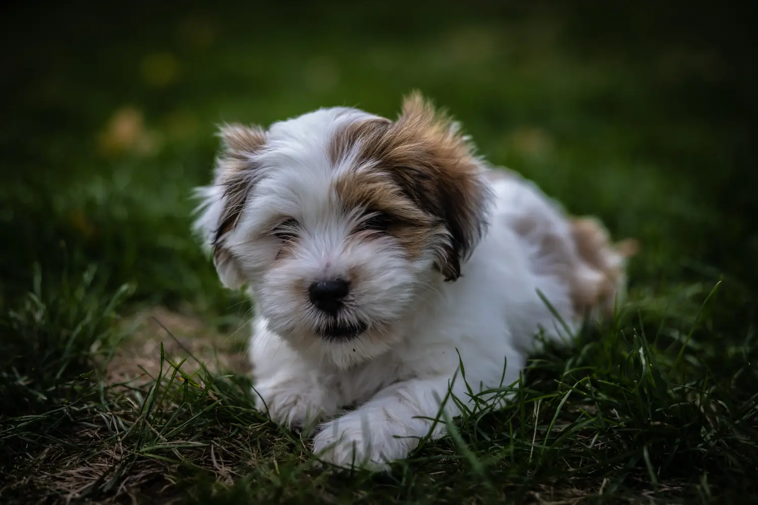Kupno szczeniaka Lhasa Apso oznacza wzięcie na siebie odpowiedzialności! Kup szczenięta Lhasa Apso.