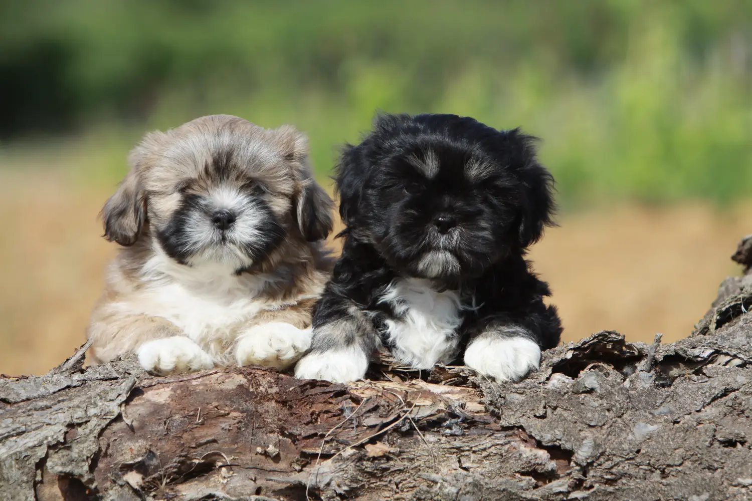 Kupno szczeniaka Lhasa Apso oznacza wzięcie na siebie odpowiedzialności! Kup szczenięta Lhasa Apso.